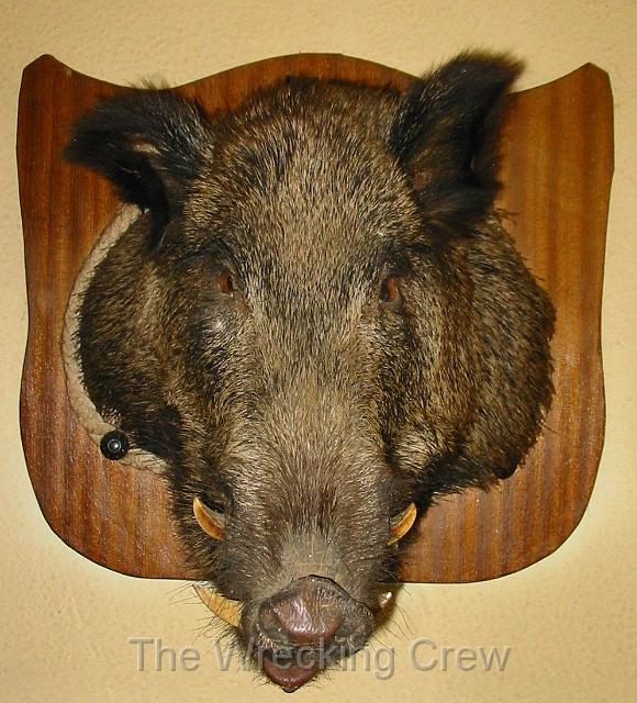 wild_boar.jpg