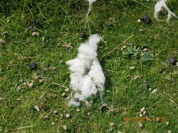 1017079_4535431924421_265391911_n